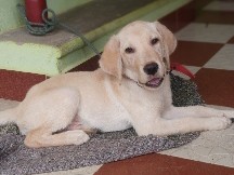Labrador Retriever – Healthy Labrador Puppy Available – 3 Months – Palur