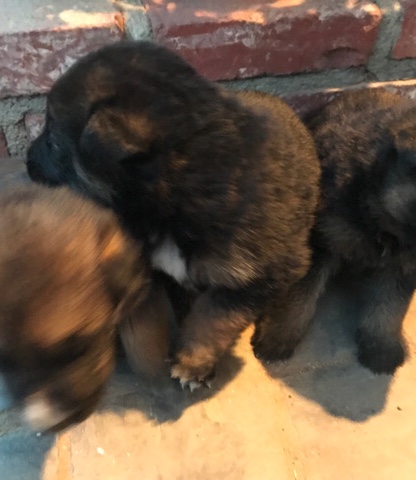 German Shepherd – german shepards