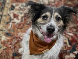Mixed Breed – Jake – Gonzales