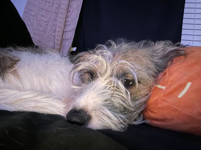 Jack Russell Terrier – Rehoming Chaos