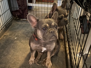 French Bulldog – frenchies – Hanford