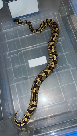 female enchi yellow belly