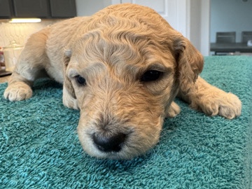Goldendoodle – STOP: Super Cute GOLDENDOODLES for Adoption! – Houston