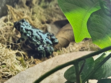 Fire-Bellied Toad – Asian fire bellied toads- small breeding colony therefore mixed genders – Warrington