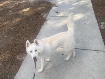 Siberian Husky – Beautiful 1 year oldWhite Siberian Husky – Summerville