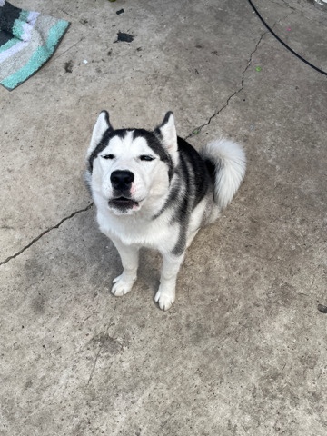 Siberian husky