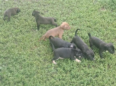 American Pit Bull Terrier – Pit Bull Puppies – Goodell