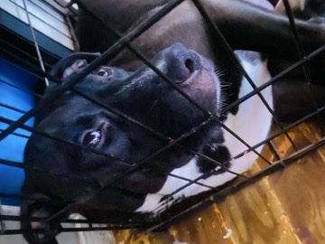 American Pit Bull Terrier - they need a home  available for adoption in Chicago