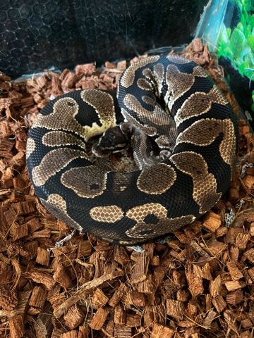 ball python