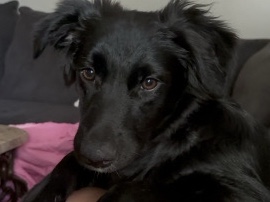 Australian Shepherd – flat coated retriever