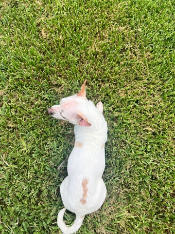 Chihuahua – rehoming dog
