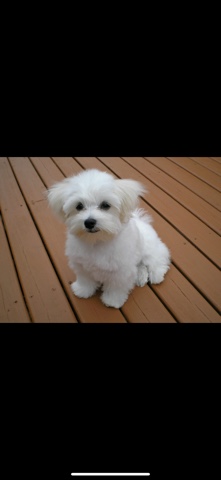 Selling adorable morkie (Montreal,Quebec)