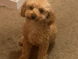 Poodle – Adorable Toy Poodle Boy – Teddy – Manassas