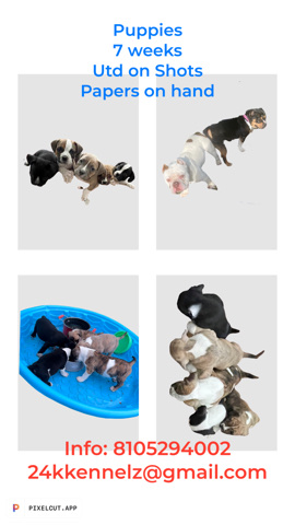 Bulldog – American Bully Puppies ready for forever home