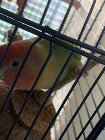 Lovebird male