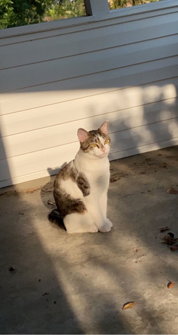 Loki