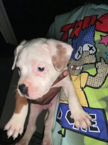 bully pups