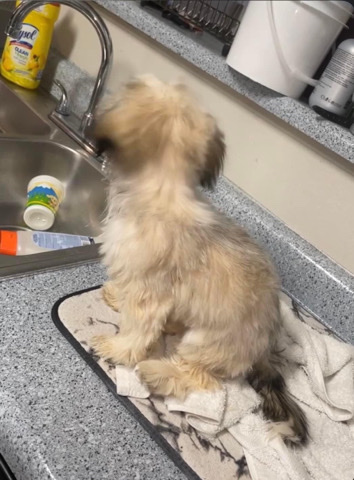 Shih Tzu – Male Shih Tzu