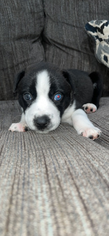 a puppy