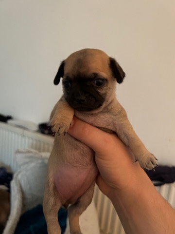 Chihuahua – mr mrs