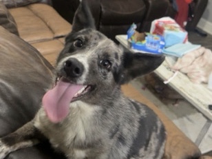 Mixed Breed – Perfect Dog of All Time – Stilwell