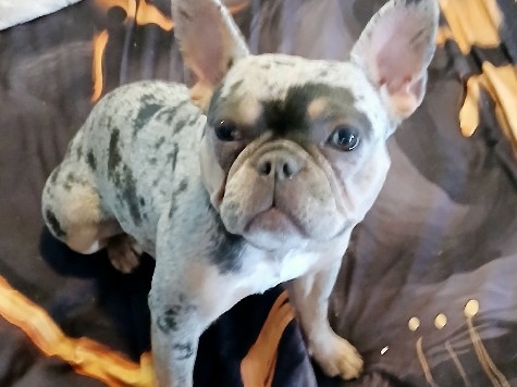 French Bulldog – french bulldog – Las Vegas