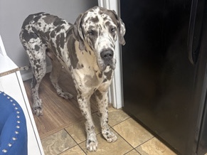Great Dane – Oreo – East Cleveland