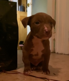 American Bulldog – 7weeks bully