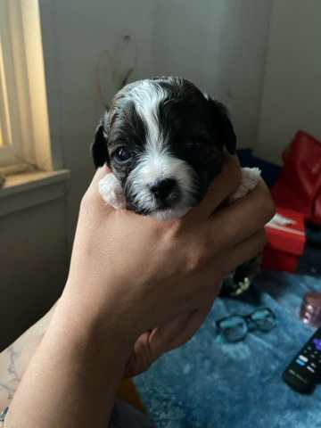 Shih Tzu – black, brown and white pure male Shih tzu for sale