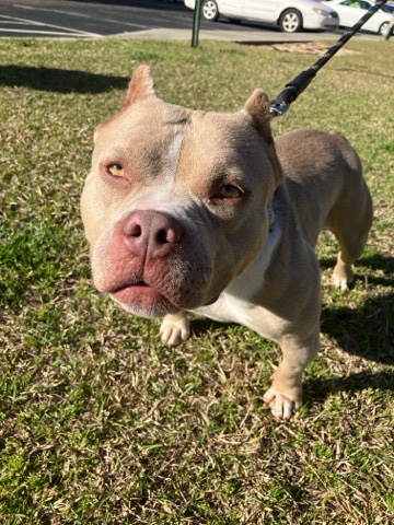 American Pit Bull Terrier – Pocket bully