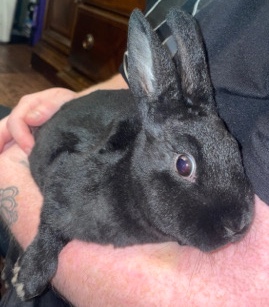 Mini Rex – mini Rex