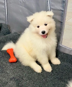 Samoyed – Samoyed Female Puppy