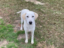 Labrador Retriever – Female lab – Azle