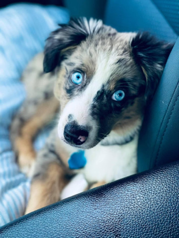 Miniature Australian Shepherd – MALE mini Aussie