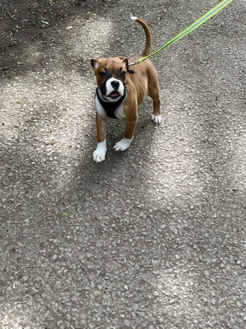 Boxer – 15 week old boy boxer