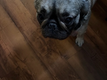 French Bulldog – Blaze French bulldog – Gibsonton
