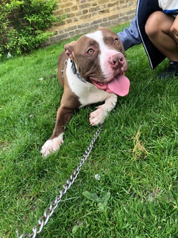 £300 xl bully female