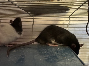 Any – socks pimento and Oreo need to rehome
