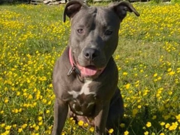 American Pit Bull Terrier - Female pit~Rara(aurora) available for adoption in Chesapeake