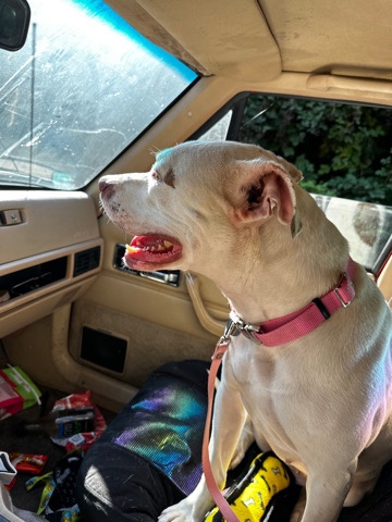 American Pit Bull Terrier – dog for sale