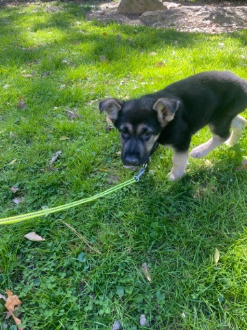 German Shepard Puppy (Duke)