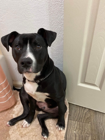American Pit Bull Terrier – New home for Yoshi