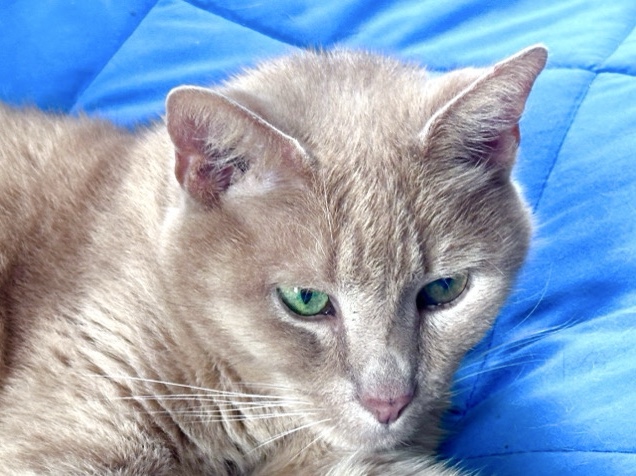 American Bobtail – Brave Odin ❤️ – Springfield