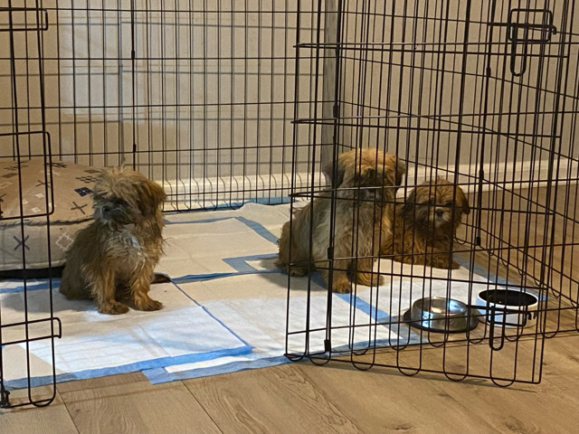 Shih Tzu – Shorkies