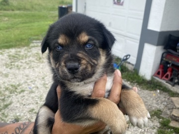 8 week old puppies with blue eyes 