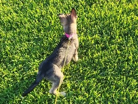 Mixed Breed – 2 puppies found near kingwood need loving home – Porter