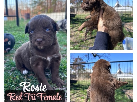 Australian Shepherd – Australian Shepherd – Suffolk