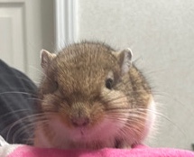 Alone,male gerbil