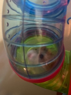 dwarf hamster for sale