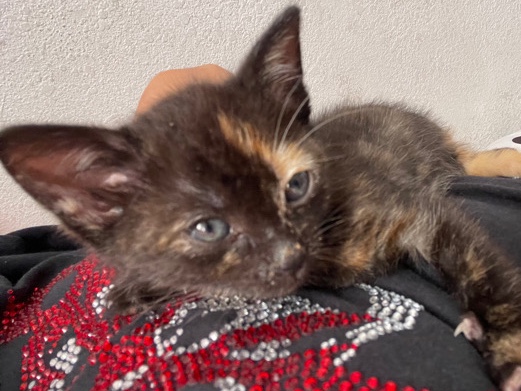 Calico Female Cat